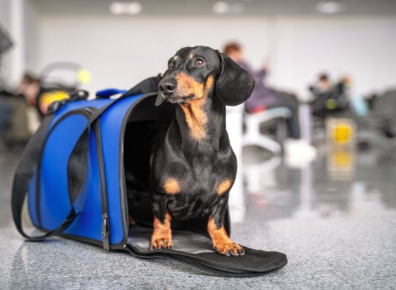 como relajar a un perro para viajar